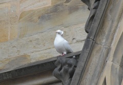 Columba livia domestica