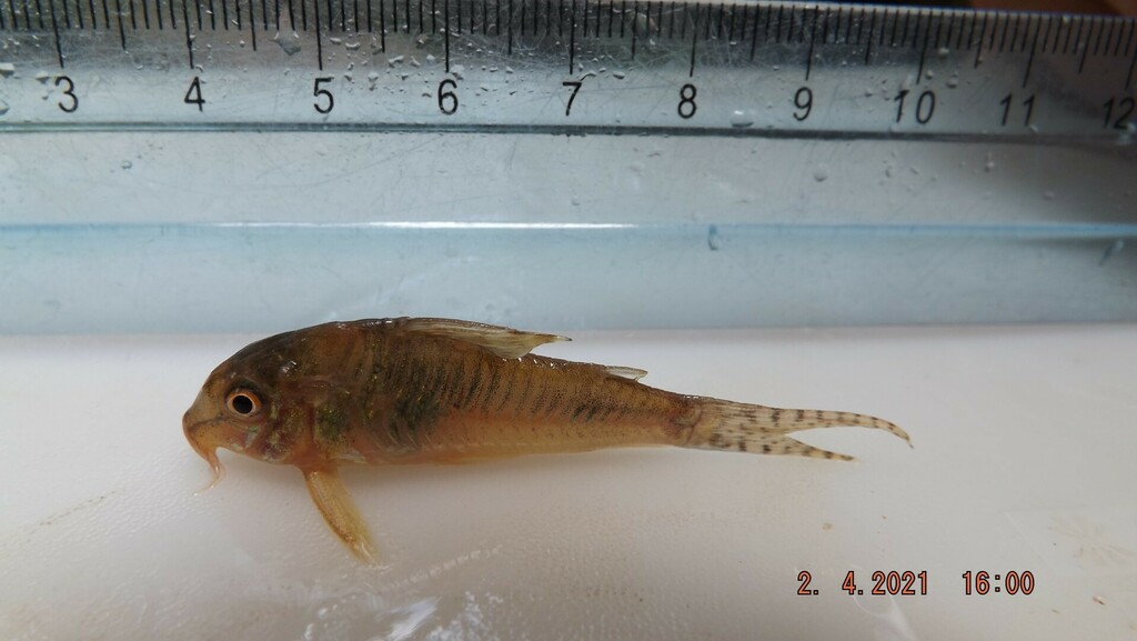 Goldbridle cory (Corydoras aurofrenatus) — Callichthyidae