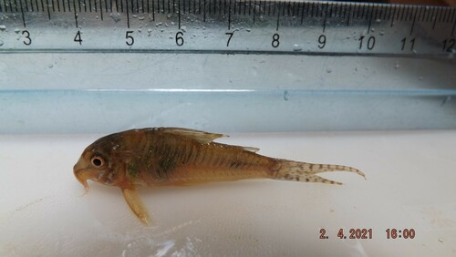 Goldbridle cory (Corydoras aurofrenatus) — Callichthyidae