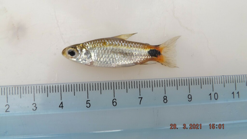Myers curimata (Curimatopsis myersi) — Curimatidae