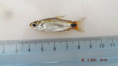 Myers' curimata (Curimatopsis myersi) — Curimatidae