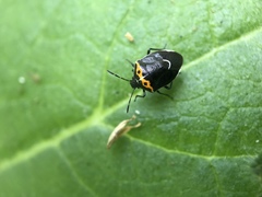Cosmopepla conspicillaris