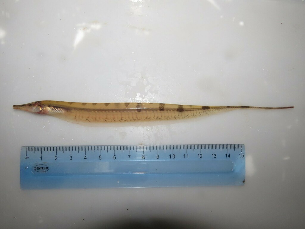 Gymnorhamphichthys britskii