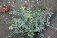 Astragalus miguelensis