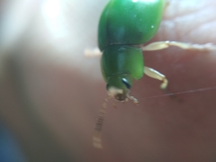 Platyphora albovirens