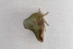Telamona monticola