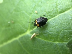 Cosmopepla conspicillaris
