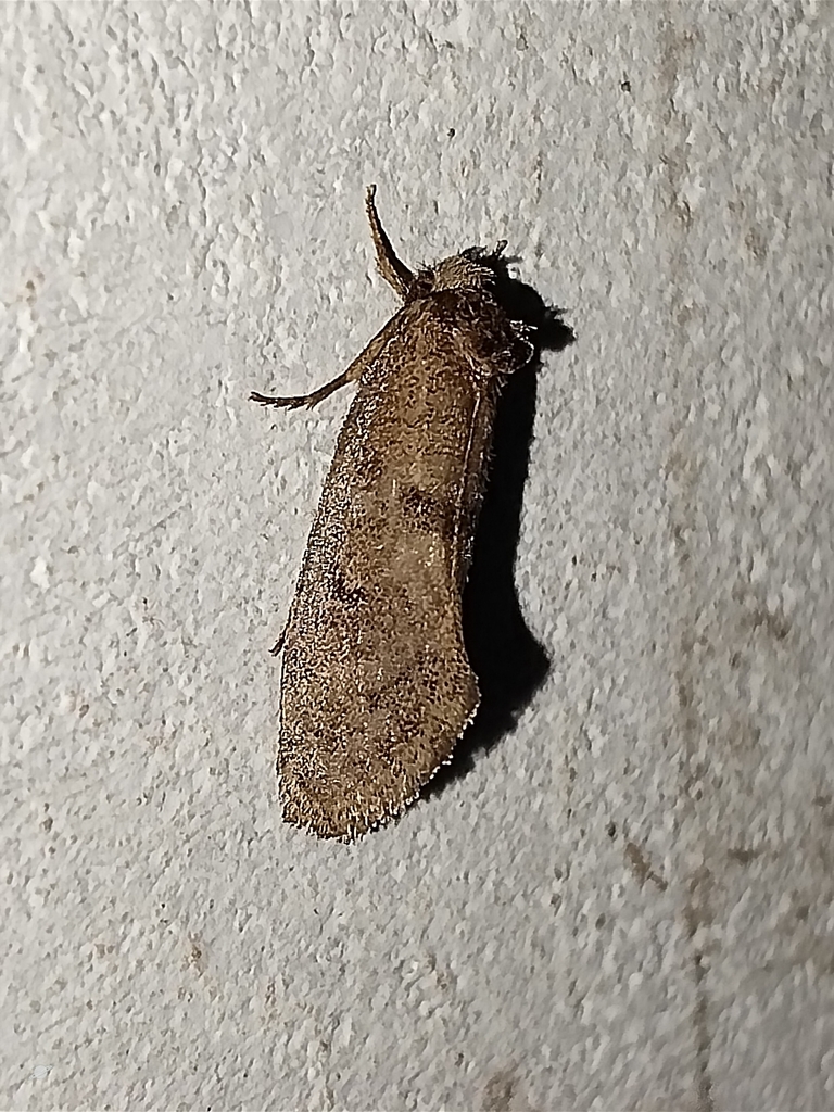 Bagworms, Clothes Moths, and Allies from Chembanoda, Kerala, India on ...