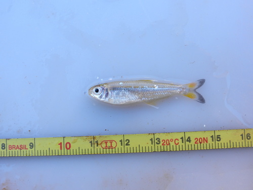 Straw tetra (Bryconamericus stramineus) — Characidae — 5