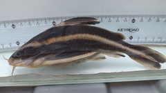 Southern Striped Raphael photo 2