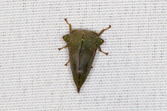 Telamona monticola