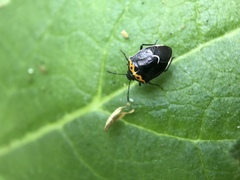 Cosmopepla conspicillaris