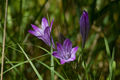Triteleia laxa