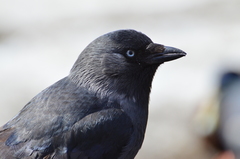 Corvus monedula