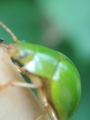 Platyphora albovirens