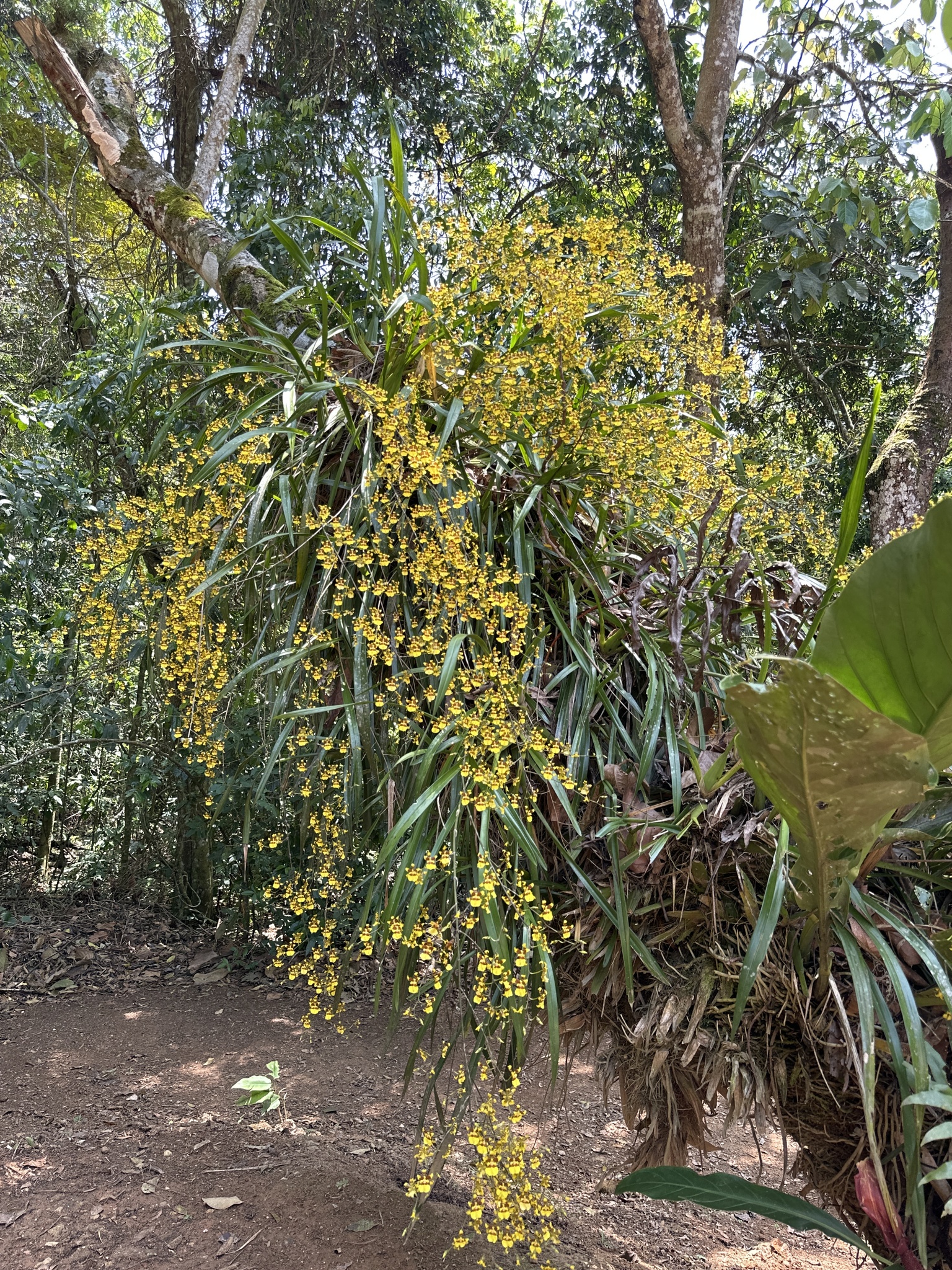 Imagem de Chuva-de-ouro