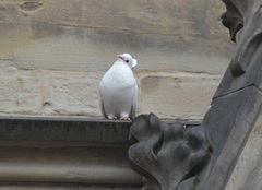 Columba livia domestica