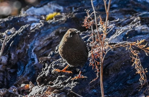 Eurasian Wren