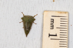 Telamona monticola