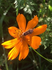 Zelus armillatus