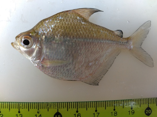 Paraguay silver dollar (Poptella paraguayensis) — Characidae — 4