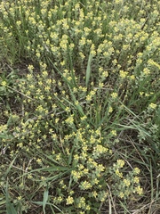 Alyssum desertorum