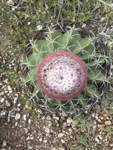 Melocactus bellavistensis