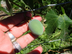 Passiflora morifolia