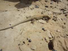 Acanthodactylus schmidti