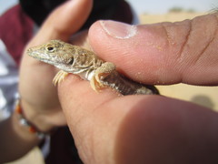 Acanthodactylus schmidti