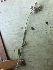 Antennaria parlinii