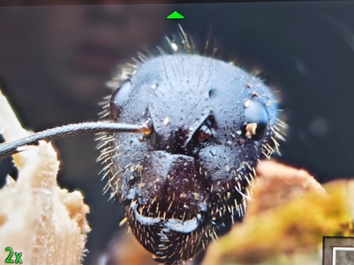 Camponotus albicoxisCamponotus albicoxis