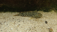Checkerboard Frillfin Goby photo 5