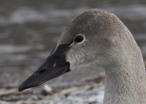 Tundra Swan, photo 8 of 10