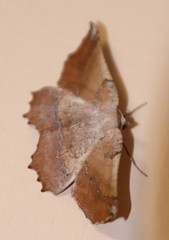 Drepanogynis mixtaria