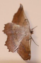 Drepanogynis mixtaria