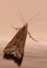 Diasemia monostigma