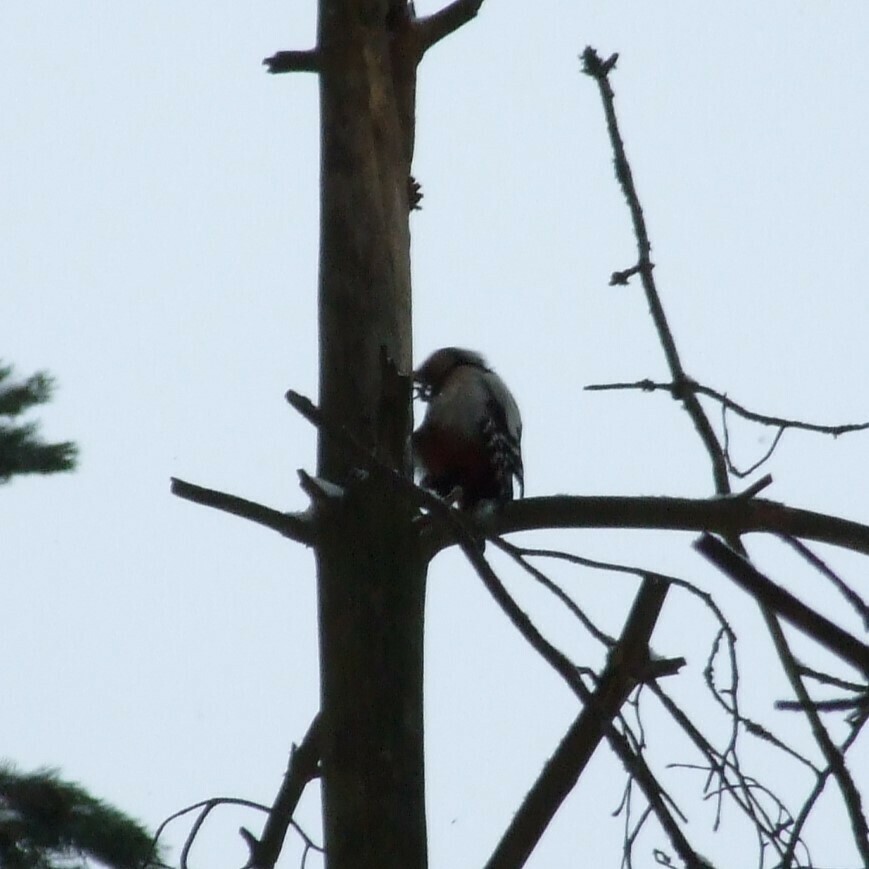 Great Spotted Woodpecker from Новгородский р-н, Новгородская обл ...