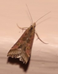 Diasemia monostigma