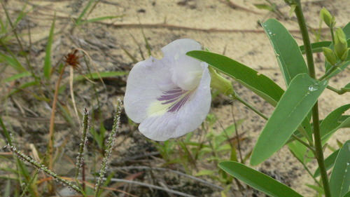 Image of Clitoria laurifolia by (c) Pedo Reis, some rights reserved (CC BY)