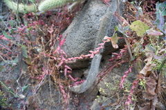Aphanisma blitoides