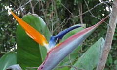 Strelitzia reginae reginae