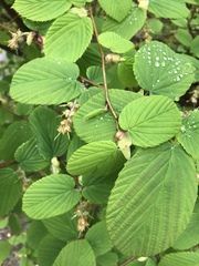 Corylopsis pauciflora