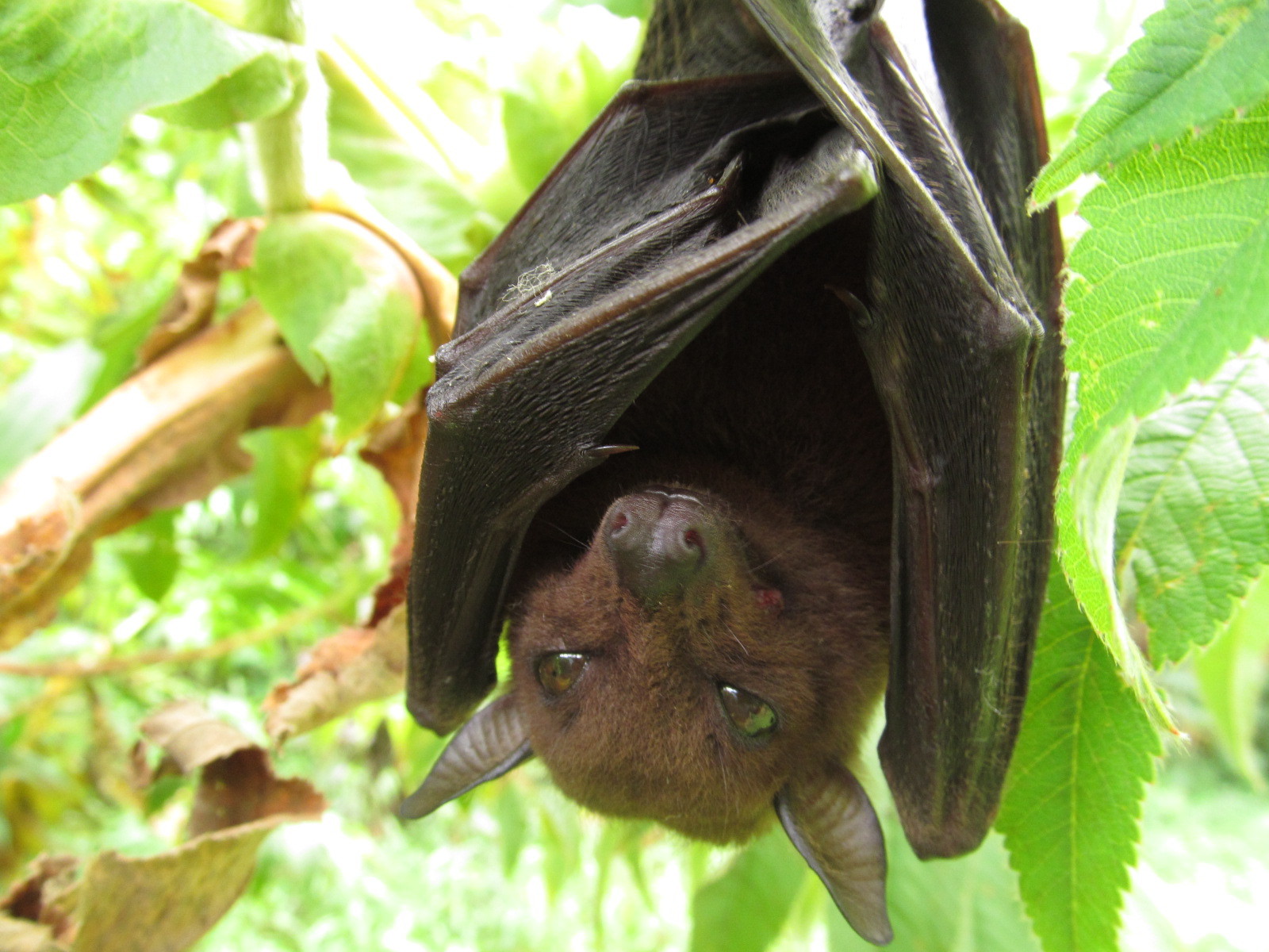 Myonycteris Matschie, 1899