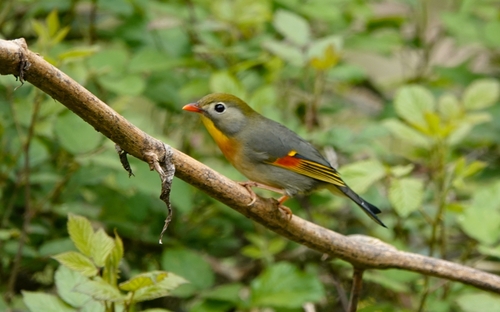 Red-billed Leiothrix