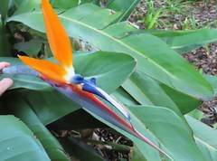 Strelitzia reginae reginae