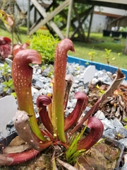 Sarraceniaceae