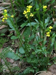 Barbarea verna