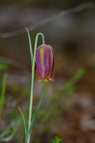 Image of Fritillaria lusitanica by (c) Paulo Martins, some rights reserved (CC BY-SA)