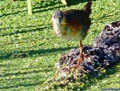 Laterallus melanophaius